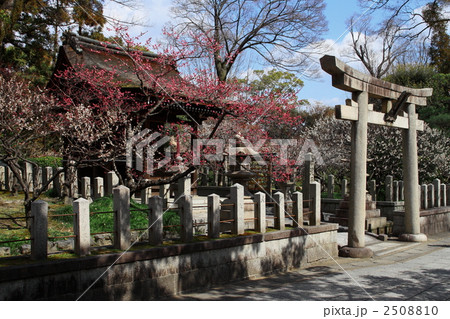 神社に梅 2508810