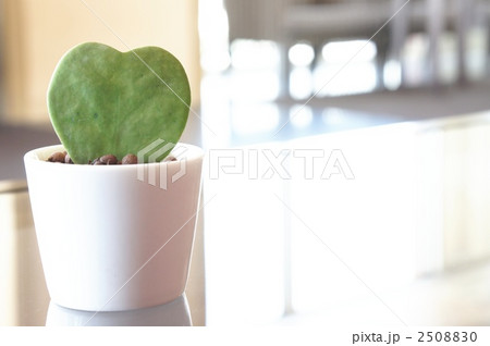 ハート型サボテン 2508830