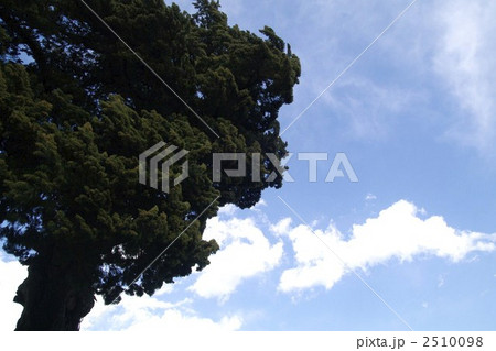 大木と空 2510098