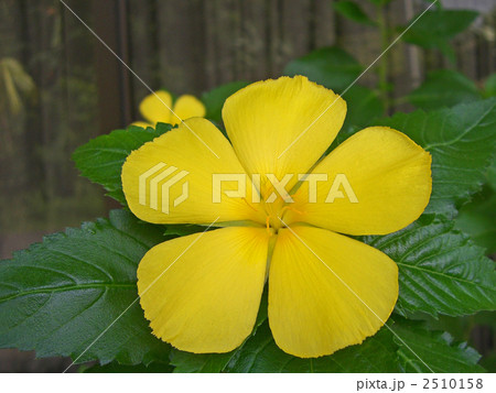 ツルネラ・ウルミフォリア ツルネラ・ウルミフォリア 2510158