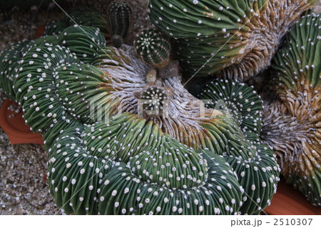 仁王丸綴化 2510307