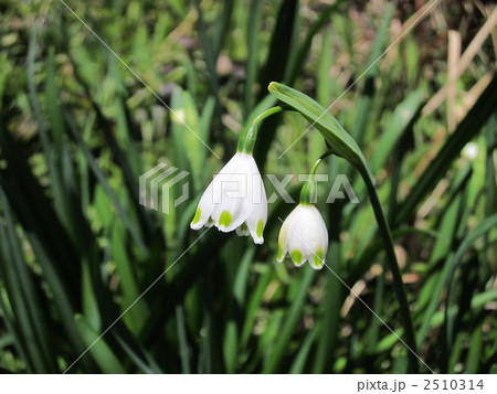 スズラン 2510314