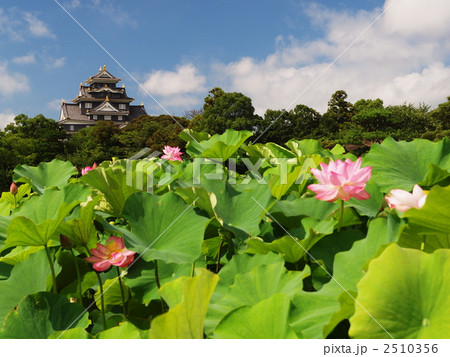 岡山城に蓮の花 2510356