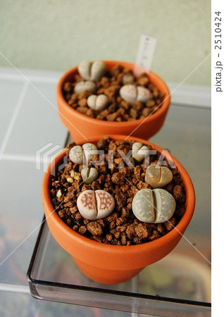 多肉植物メセン類リトープスの植木鉢。 多肉植物メセン類リトープスの植木鉢。 2510424