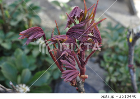 牡丹の芽 2510440