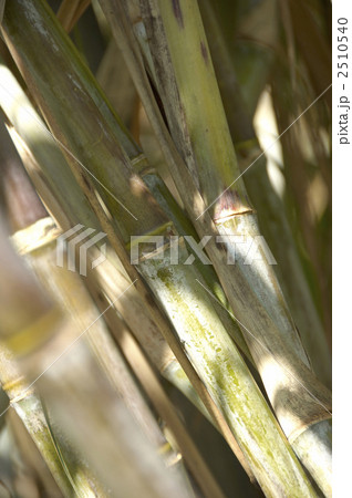 さとうきび さとうきび 2510540