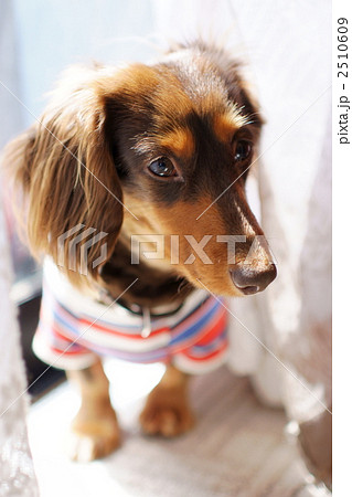 チョコタン 小型犬 ダックスの写真素材 チョコタン 小型犬 ダックスの写真素材
