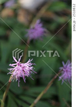 ショウジョウバカマ ショウジョウバカマ 2510612