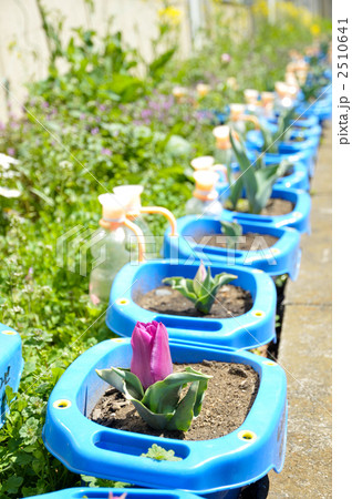 チューリップ 栽培キット 2510641