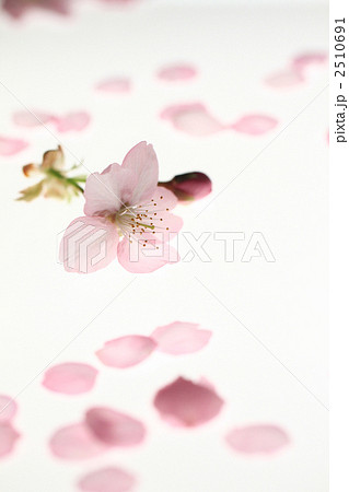 さくらイメージ3 さくらイメージ3 2510691