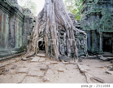 タ・プローム遺跡 タ・プローム遺跡 2511088
