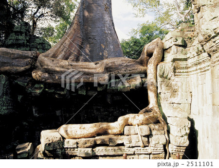 タ・プローム遺跡 タ・プローム遺跡 2511101