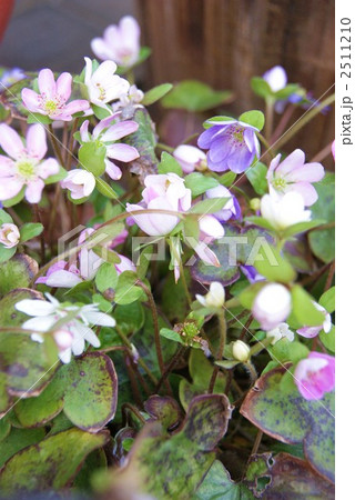 花びらのように鮮やかな萼片・早春のユキワリソウ 花びらのように鮮やかな萼片・早春のユキワリソウ 2511210