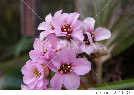 ヒマラヤユキノシタの花 ヒマラヤユキノシタの花 2511233