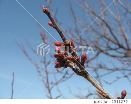 ベニスモモ 2511276