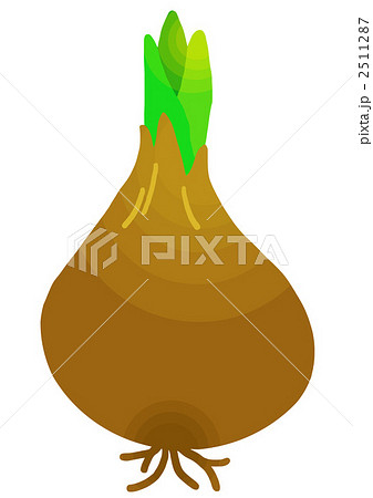球根 イラスト 発芽のイラスト素材