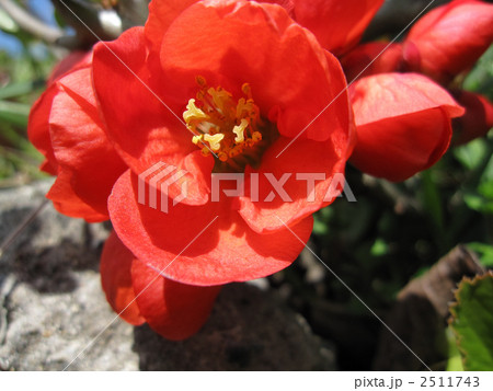 木瓜の花 木瓜の花 2511743