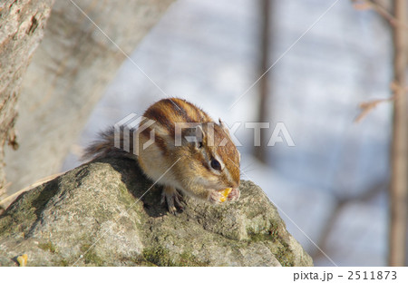 胡桃を食べるエゾシマリス 2511873