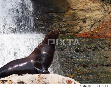 トド トド 2512041