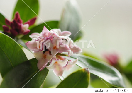 沈丁花 2512302