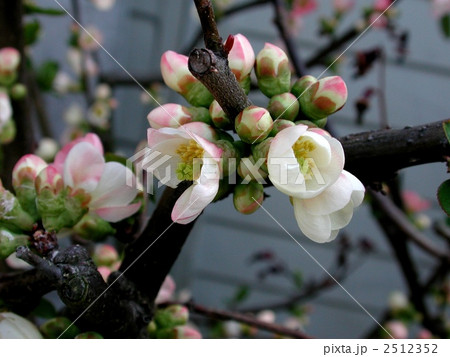 ボケ ボケ 2512352