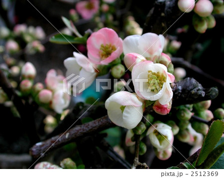 ボケ ボケ 2512369