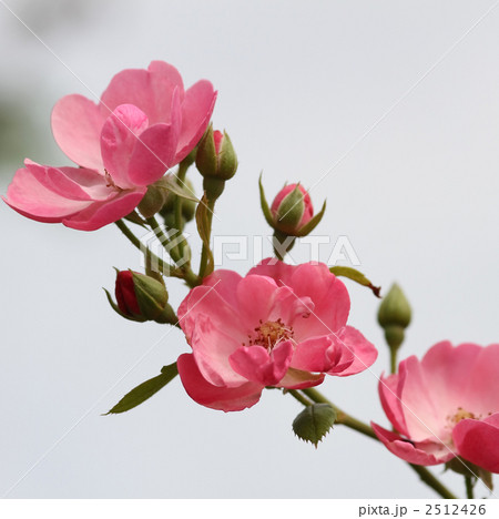 アンジェラ 2512426