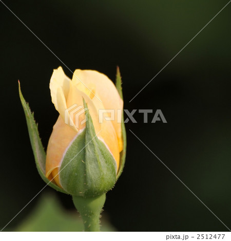 ゴールデン・グロー 2512477