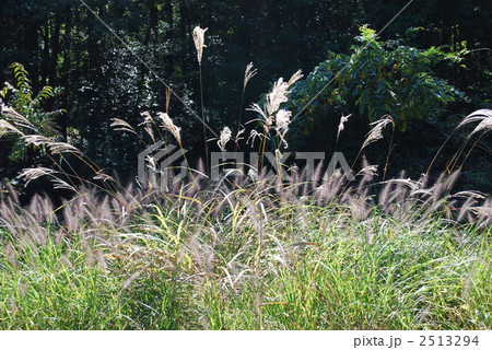 山野のススキと力芝 2513294