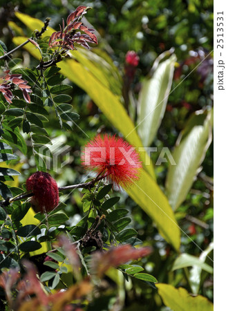 オオベニゴウカン 2513531