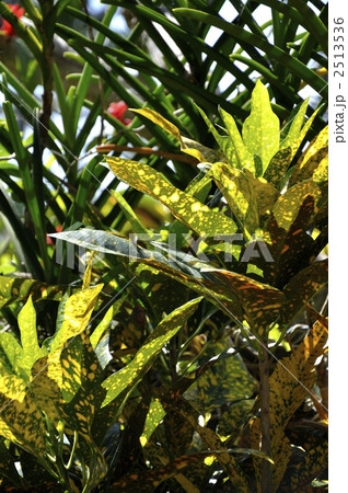 クロトン 2513536