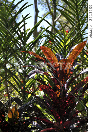 クロトン 2513539