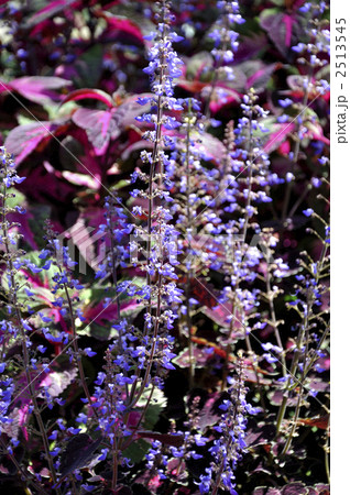 コリウス 2513545