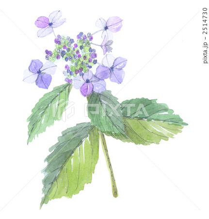 額アジサイ 2514730