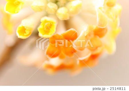 みつまた 2514811