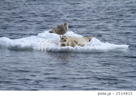 流氷とアザラシとカモメ 2514815