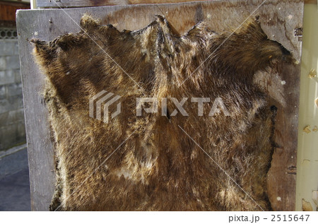 猪 毛皮 猪 毛皮 2515647