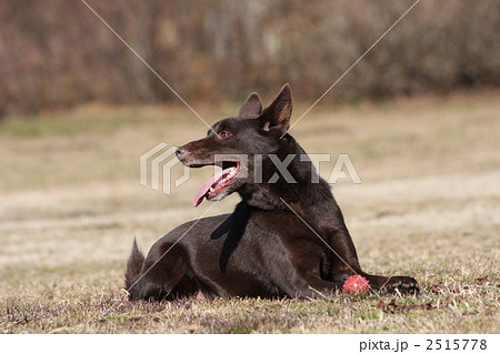陸上動物 オーストラリアンケルピー 犬の写真素材