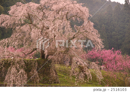 又兵衛桜（奈良県宇陀市） 2516103