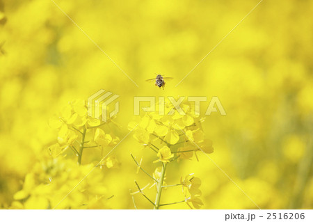 ミツバチの旅立ち ミツバチの旅立ち 2516206