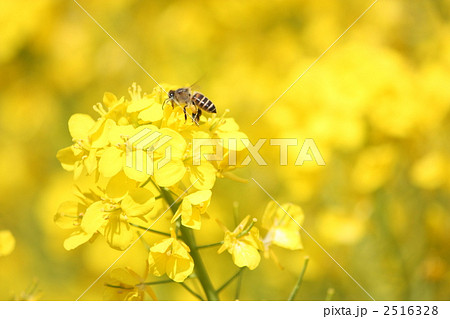 ミツバチと菜の花 2516328