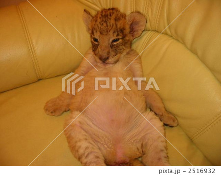 優しい心　♪ 2516932