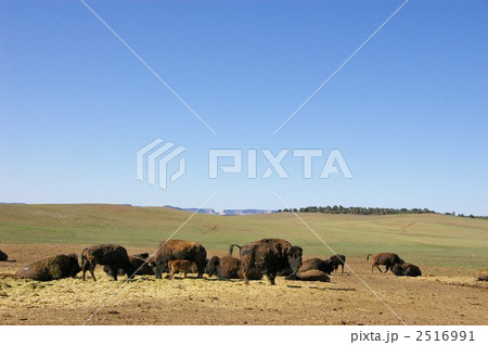 西部開拓時代には大群がいたバッファロー 2516991
