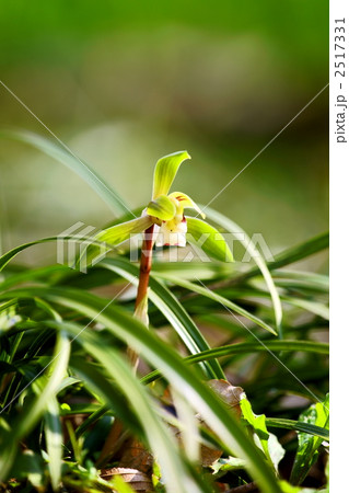 シュンラン シュンラン 2517331