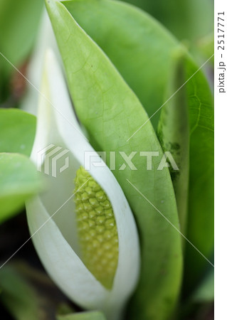 水芭蕉 水芭蕉 2517771