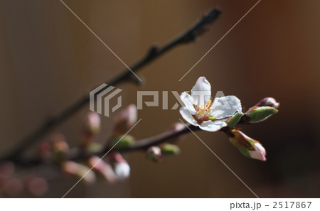 庭のゆすら梅 2517867