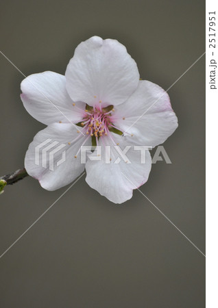 アーモンドの花 2517951