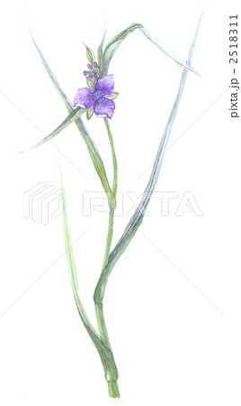 紫露草 2518311