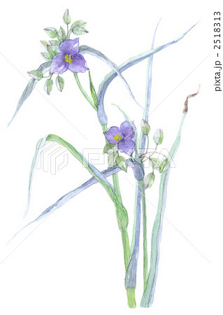 紫露草 紫露草 2518313