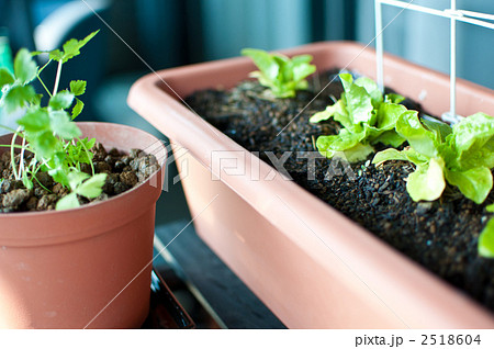家庭菜園　野菜 2518604